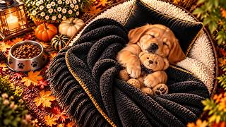 24 Hours Calming & Healing Music for Dogs Home Alone 🏠🐶 Comfort & Deep Sleep | No Ads screenshot 2