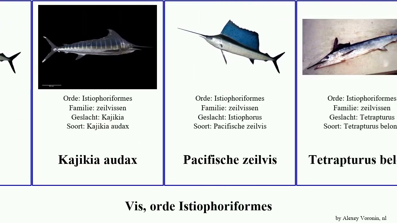 Vis, orde Istiophoriformes fish audax marlijn zeilvis Atlantische Blauwe You Kajikia Pacifische
