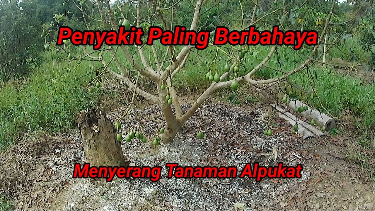 Penyakit Paling Berbahaya Menyerang Tanaman Alpukat / Avocado Plant Disease