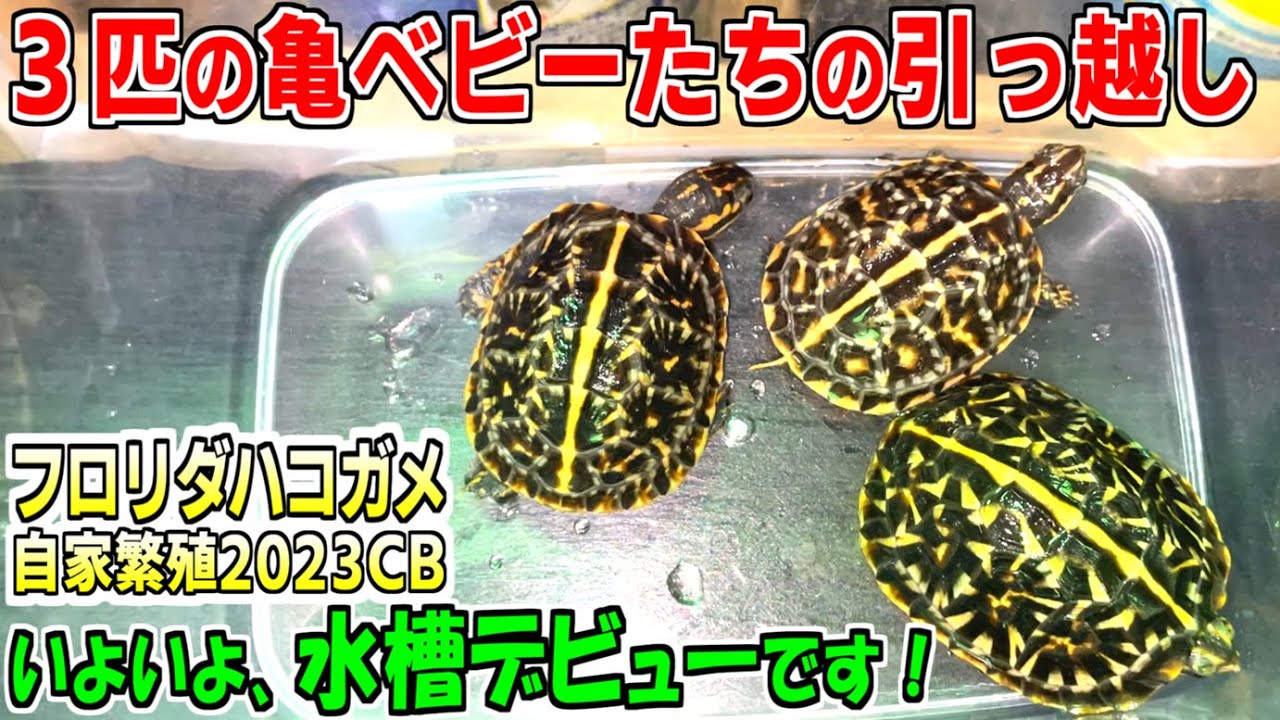 【亀飼育】うちで産まれた亀ベビーたちの引っ越しをしました。【自作亀水槽】
