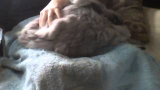 How to groom an English Angora Rabbit with love, compassion, and respect.