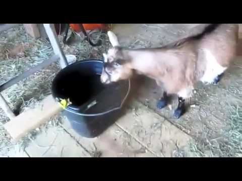 goats-yelling-fail-compilation-2013