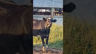 Cow Tongue #farming #dairyfarming #cow