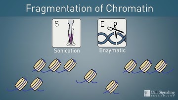 How to Choose: Enzymatic or Sonication Protocol for ChIP