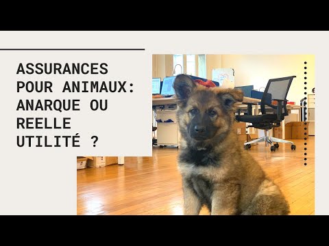 Vidéo: Assurance pour animaux de compagnie: arnaque ou sauveur de vie?