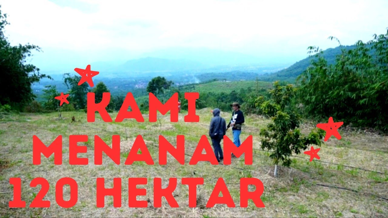 BERKEBUN DURIAN 120 HEKTAR DI SUBANG BERSAMA SUPERAVO.