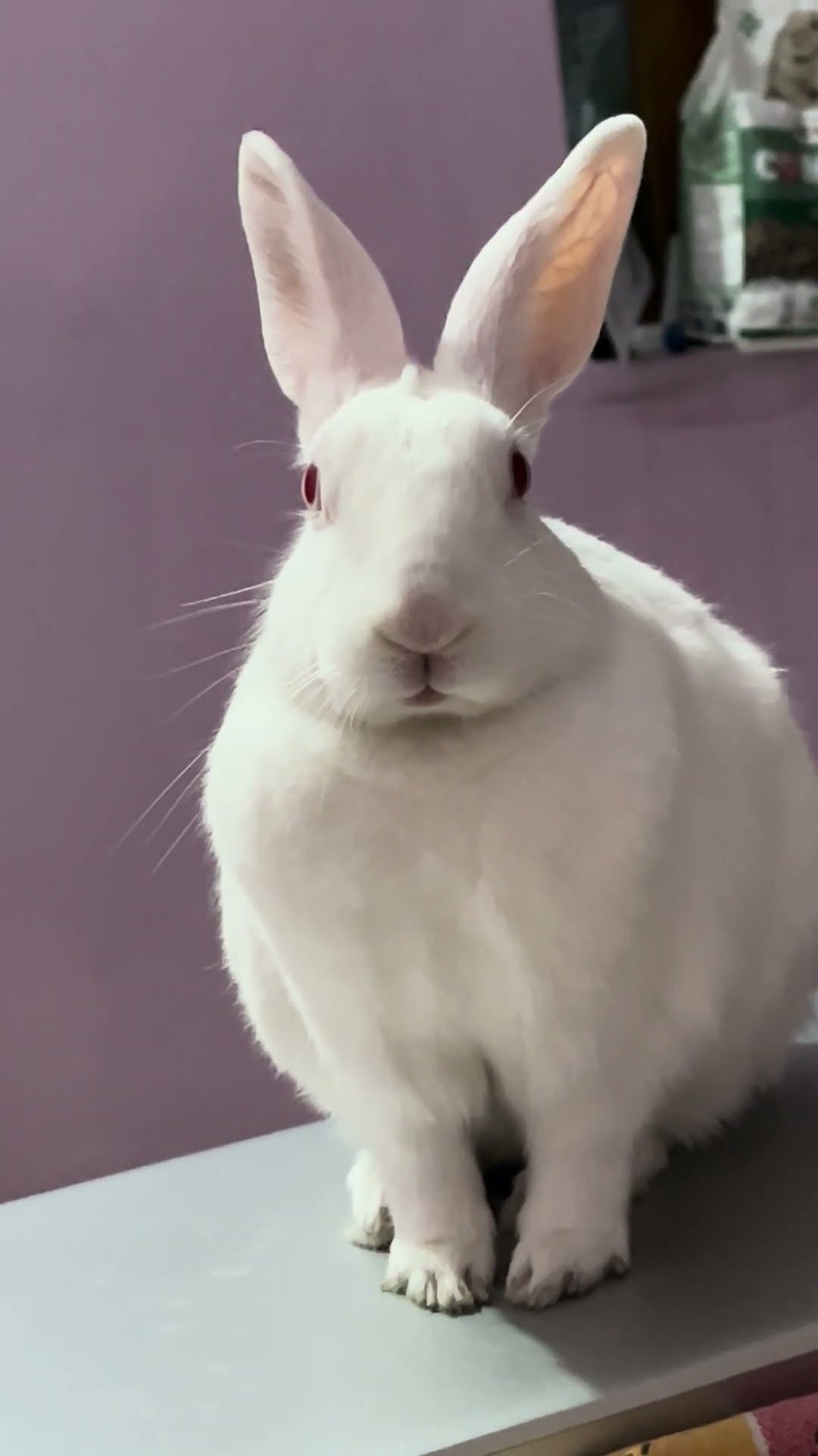 Rabbit Sits On Laptop || ViralHog