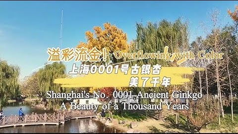 "Shanghai No. 0001" Ancient Ginkgo Tree