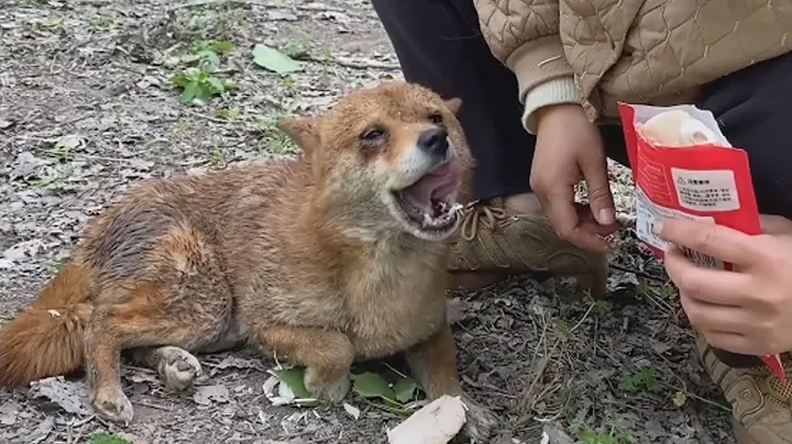 Disabled Dog Cries While Being Fed Three Weeks After Being Abandoned By Owner - Miracle Happens - DayDayNews