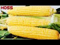 How Early Can You Plant Sweet Corn?
