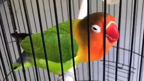 Lovebird Ngekek panjang durasi 2 JAM #lovebird #burunglovebird  #kicaumania