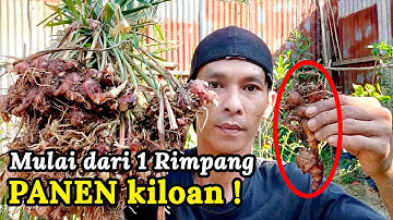 Hasil Panen - Budidaya Jahe Merah dalam Polybag
