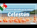 Video de Celestun