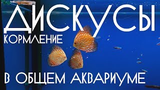 Дискусы. Кормление в общем аквариуме. Дискусы. Кормление в общем аквариуме.