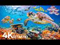 Dive Into The Mesmerizing Underwater Realm Marvel At Sea Animal In The Best 4K UHD Aquarium 91