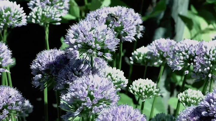 Relaxing Therapy Music for Stress Relief, Anxiety, Memory Loss, Alzheimer's Disease, and, Dementia