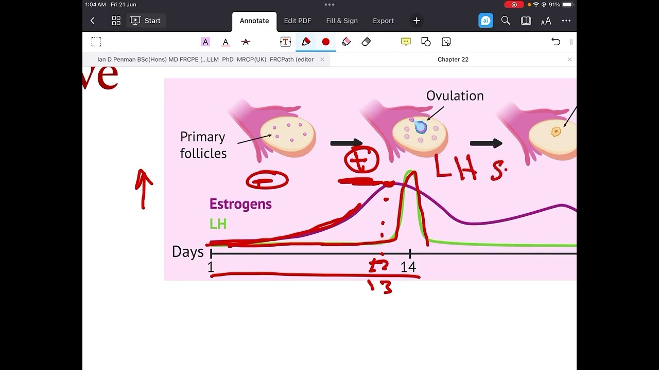 شرح المواد الوزارية لقسم الصيدلة / مرحلة ثانية / physiology / chapter 22 part3