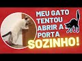 MEU GATO APRENDEU A ABRIR A PORTA 😱😺 #Gato #MiniBranco #Segredo #Preto