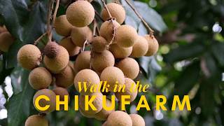 Chiku Farming In India Explained  Sapodilla Cultivation Climate Soil U0026 Yield Guide natnavigatee