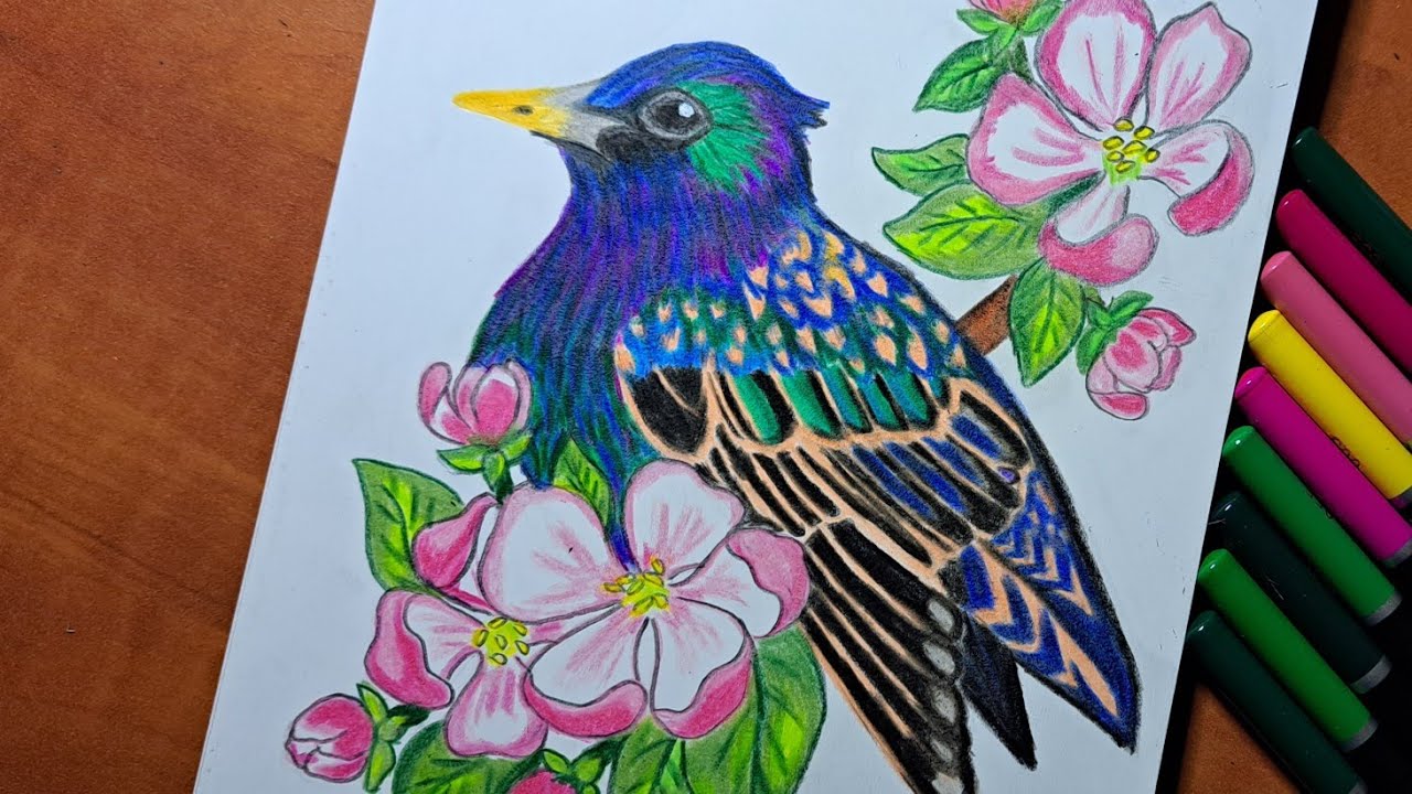 draw-a-starling-bird-how-to-draw-a-starling-drawing-birddrawing