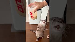 プロテイン欲しくてしゃべるカワウソ Otter Wants Protein #Shorts