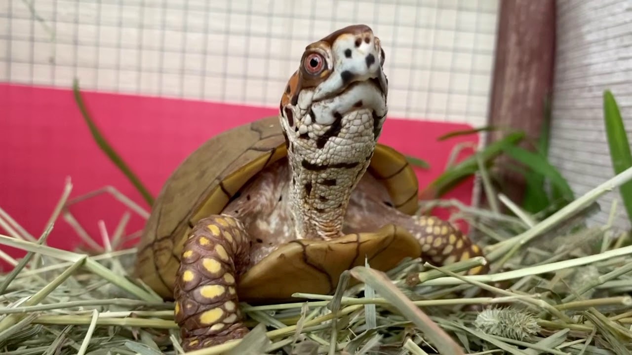 A rescued Texas box turtle’s eye view of the world - YouTube
