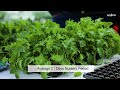 Malkia Curly Kale High Yield Great Taste For The Consumer Kenya 