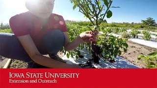 Collecting Whole Plants For Plant Problem Diagnosis