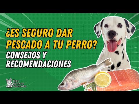 Video: Dando salmón o atún a los perros