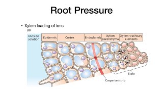 Plant Physiology: L5: Ion Transport Pathways