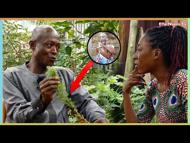 This leaf is common but very powerful bath it before going to the hospital | Opanin Asante efie nsem class=