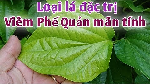 Bài thuốc đặc trị Viêm phế quản mãn tính, ho, viêm họng. PHAN HẢI Channel.