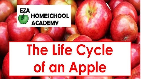 Life Cycle of an Apple