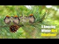 5 Cool Winter Bird Facts - How 5 Species Survive Winter!