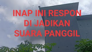 Respon Inap Selir Kesayangan by master Aditya Pratama di Jadikan SP.