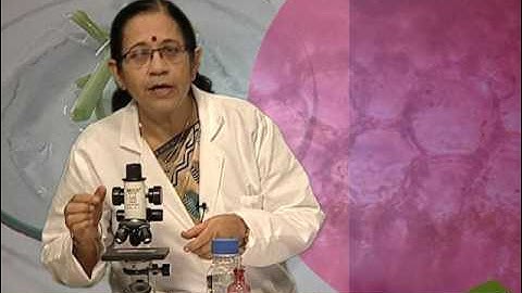 TO STUDY PARENCHYMA AND SCLERENCHYMA TISSUES IN PLANTS BY PREPARING TEMPORARY SLIDES