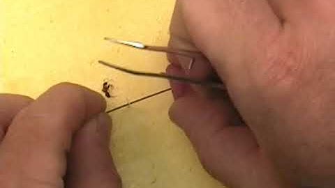 Insect Curation 4 how to point small insects