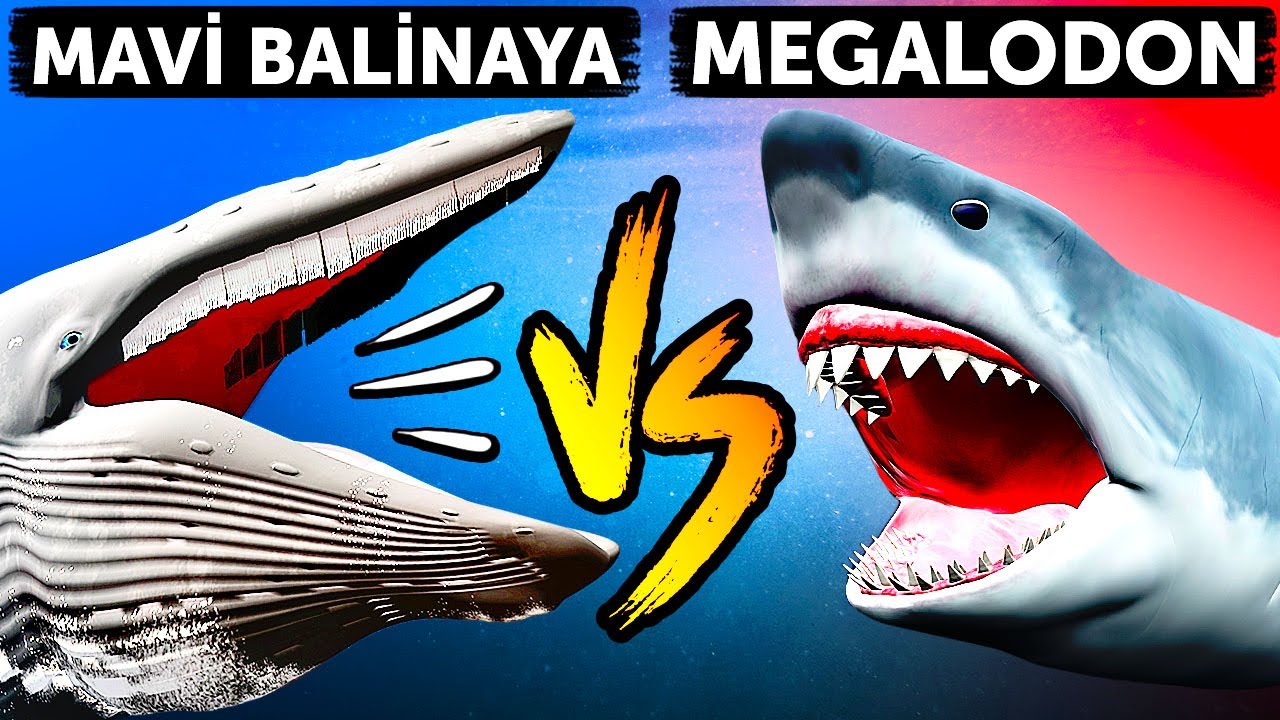 Megalodon mu Mavi Balina mı? Hangisi Denizlerin 1 Numaralı Devidir