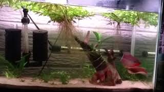 Pearl gourami mating behavior