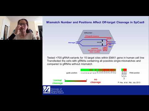 Video: SgRNA Struktuuri Optimeerimine CRISPR-Cas9 Väljalülituse Efektiivsuse Parandamiseks