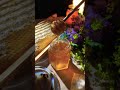 GB MOUNTAIN HONEY 🍯 (Pure Honey) #shorts #youtubeshorts #bee #beekeeper #honey #nature #beekeeping
