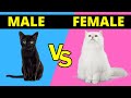 Male vs Female Cats - What Are The Differences?