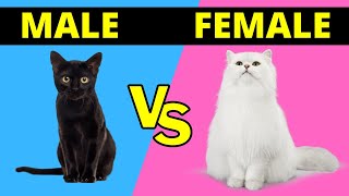 Male vs Female Cats - What Are The Differences?