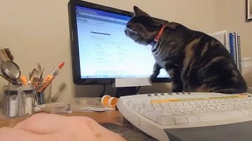 Piper The Cat Attacks And Attempts To Eat The Computer Cursor