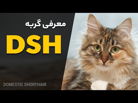 تصویری: آیا گربه های تابی باهوش هستند؟