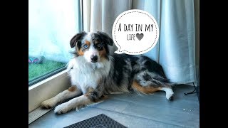 A day in the life of my mini Aussie by Kellie-Anne Poirier 246,553 views 5 years ago 3 minutes, 36 seconds