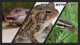 4 Popular Reptile Myths (ft. Amazing Animal Adventures)