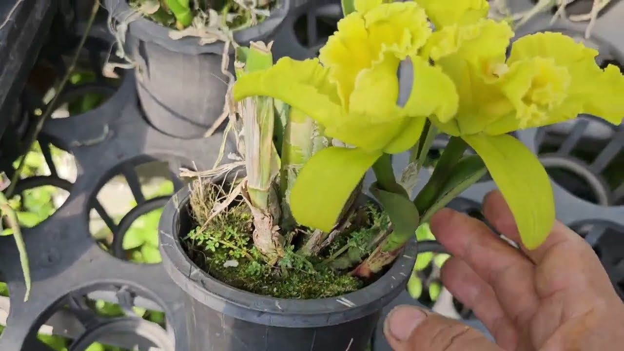 Новая технология управления ростом каттлеи в лучшем виде