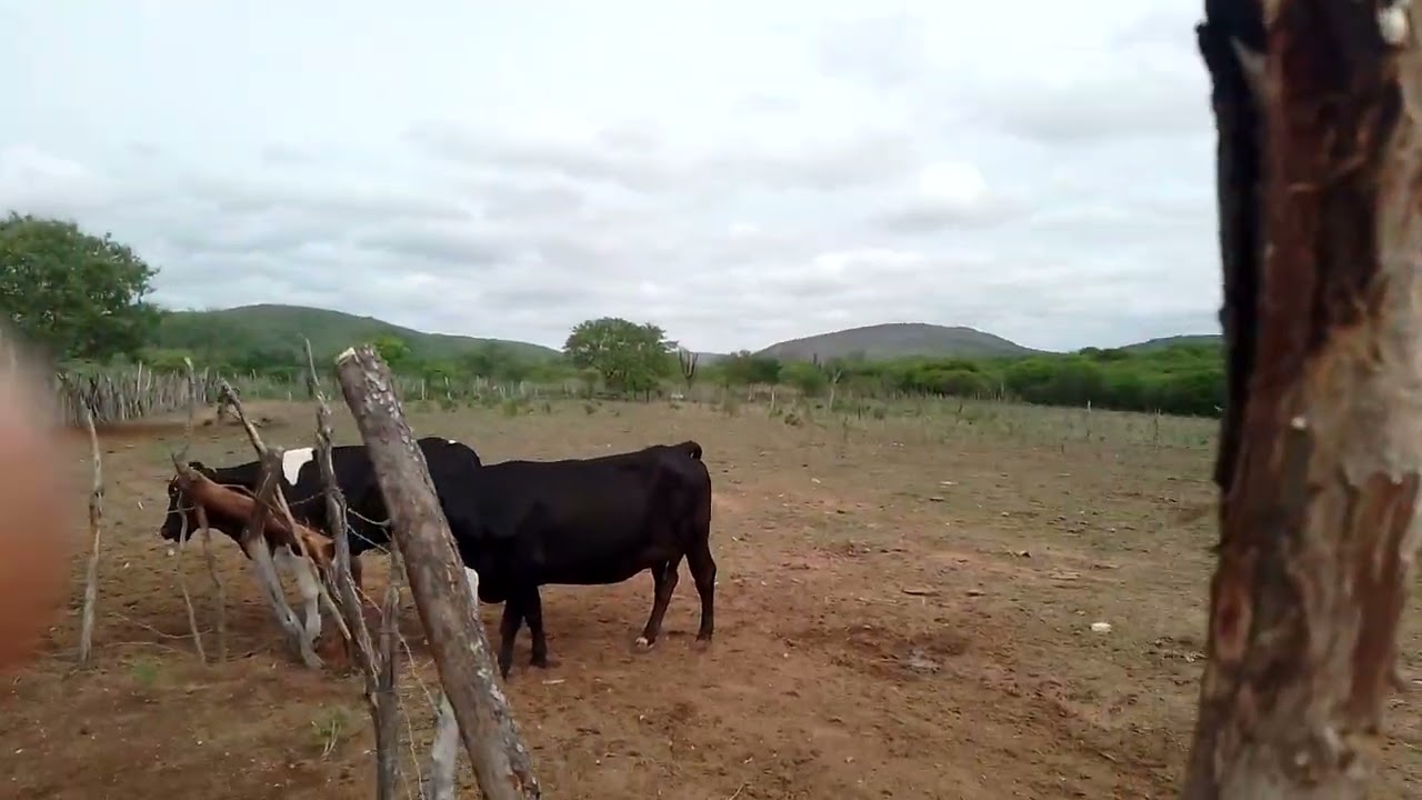 Mostrei como a fazenda está no momento 