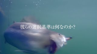 フラペンムービー オープニング